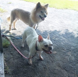 愛犬